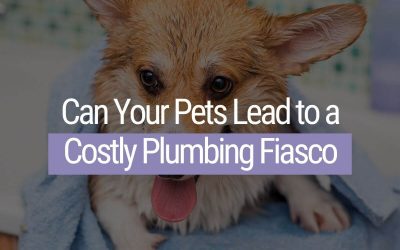 Can Your Pets Lead to a Costly Plumbing Fiasco? 